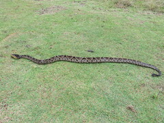 Bothrops asper