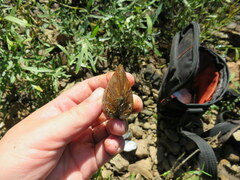 Truncilla truncata