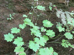 Boykinia occidentalis