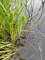 Sparganium glomeratum