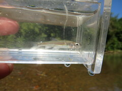 Notropis spectrunculus