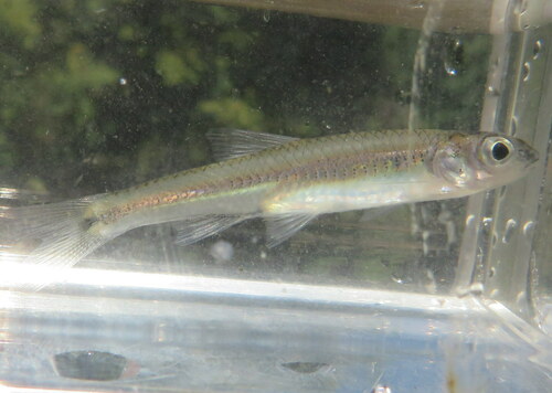 Mirror shiner (Notropis spectrunculus) — Cyprinidae
