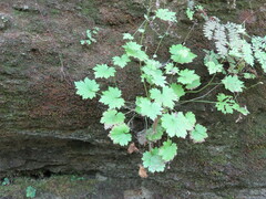 Boykinia occidentalis