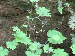 Boykinia occidentalis