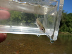 Notropis spectrunculus