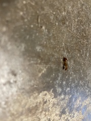 Camponotus festinatus