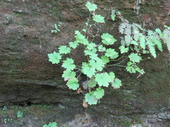 Boykinia occidentalis