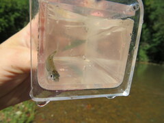 Notropis spectrunculus