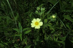 Potentilla recta