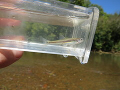 Notropis spectrunculus