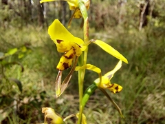 Diuris sulphurea