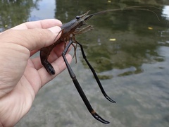 Macrobrachium lar