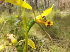 Diuris sulphurea
