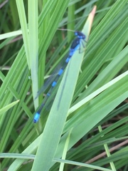 Coenagrion pulchellum