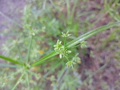 Cyperus surinamensis