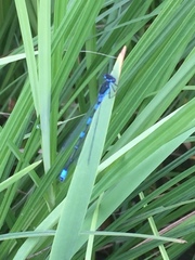 Coenagrion pulchellum