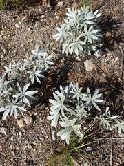 Lupinus obtusilobus