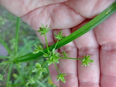 Cyperus surinamensis