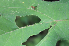 Condylostylus occidentalis