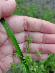 Cyperus surinamensis