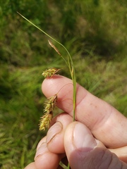 Carex magellanica