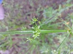 Cyperus surinamensis