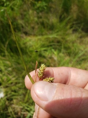Carex magellanica