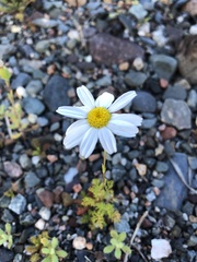 Tripleurospermum maritimum