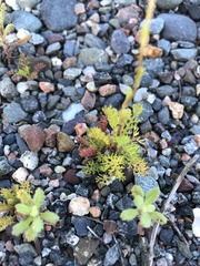 Tripleurospermum maritimum