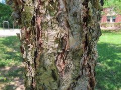 Betula nigra