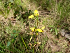 Diuris sulphurea