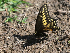 Papilio polyxenes rudkini