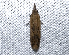 Dichomeris acuminatus