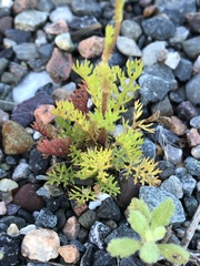 Tripleurospermum maritimum