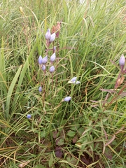 Gentiana triflora