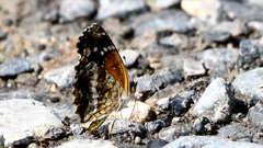 Anthanassa texana texana