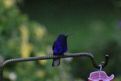 Campylopterus hemileucurus