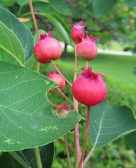 Amelanchier arborea