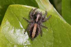 Megafreya sutrix