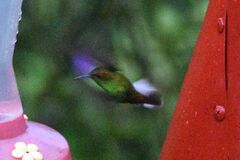 Microchera cupreiceps