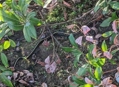 Thamnophis sirtalis concinnus