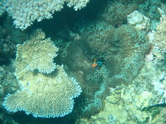 Amphiprion melanopus