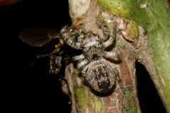 Salticinae