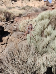 Araneus annulipes