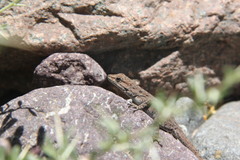 Quedenfeldtia moerens