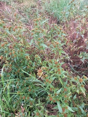 Bidens radiata