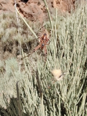 Araneus annulipes