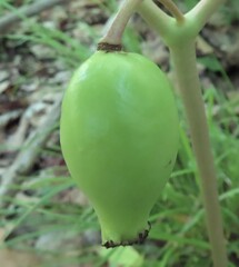 Podophyllum peltatum