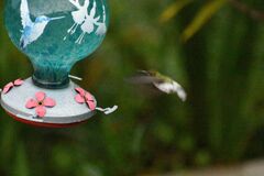 Microchera cupreiceps