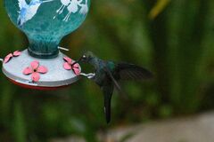 Campylopterus hemileucurus